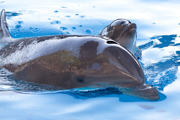 Ilse y Sanibel Ilse y Sanibel