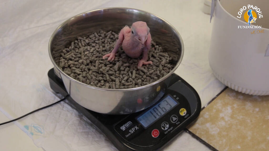 Pesaje de una cría de guacamayo en una báscula