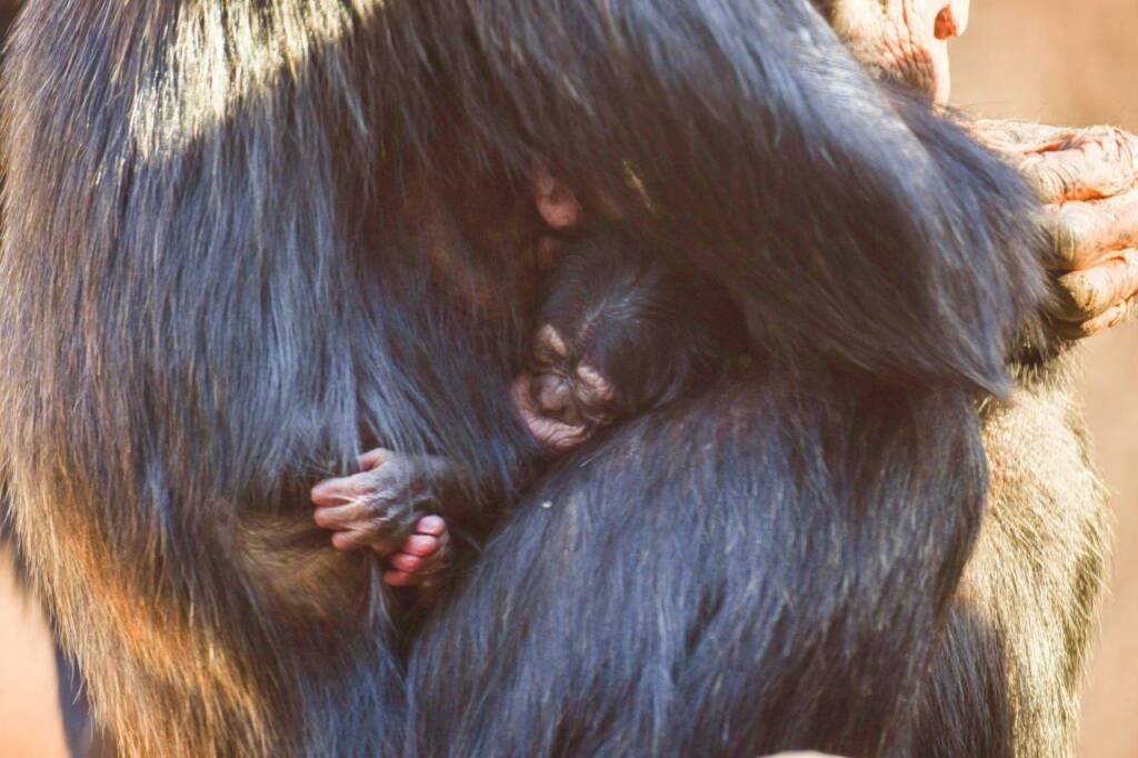 Nacimiento de cría de chimpancé