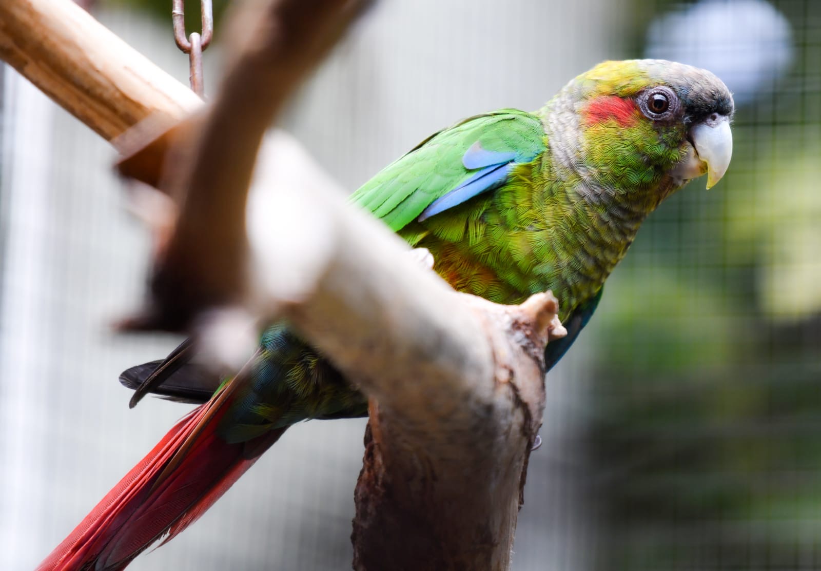 Cotorra Colirroja adulto