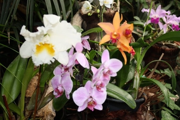 orquidias