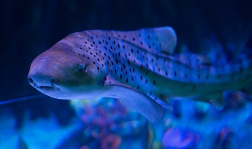 Ejemplar de tiburon cebra