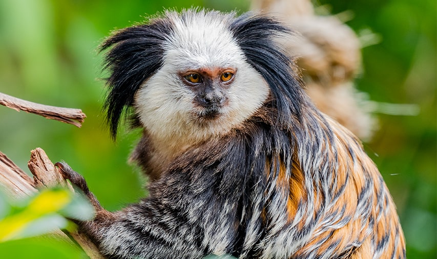 Titi carablanca de loro parque