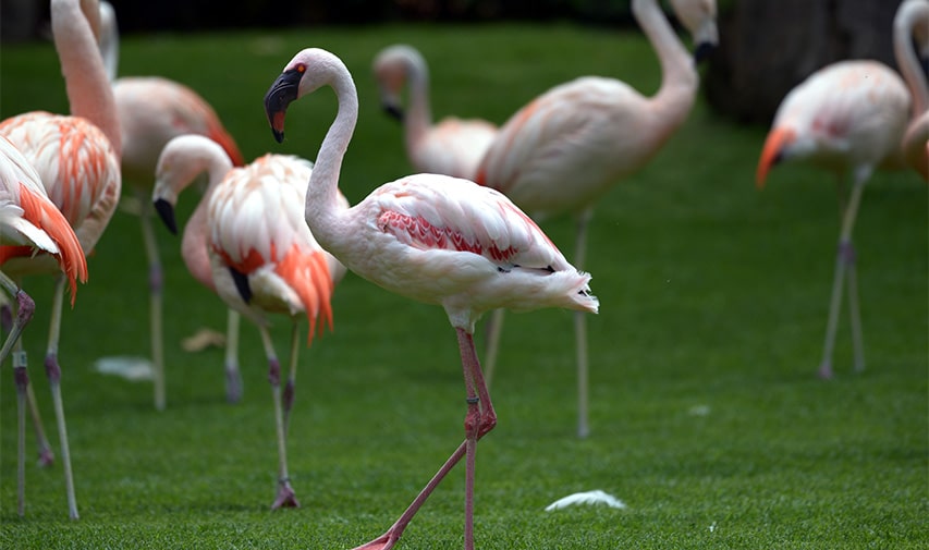 Flamenco africano Loro Parque