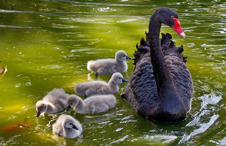 Familia cisnes loro parque