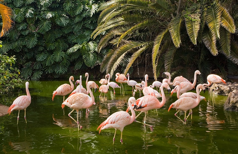 Bandada de flamencos