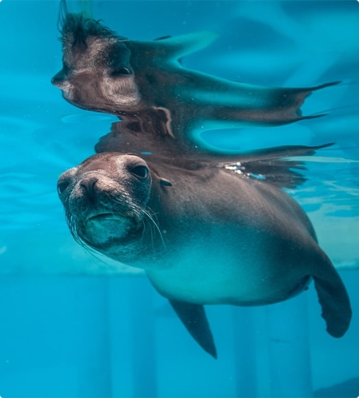 Ejemplar leon marino de loro parque