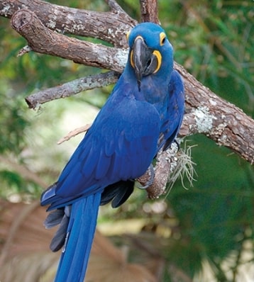 guacamayo de lear de loro parque