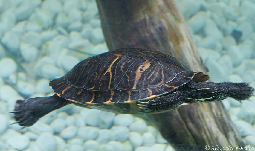 tortuga pintada en loro parque zoo canarias