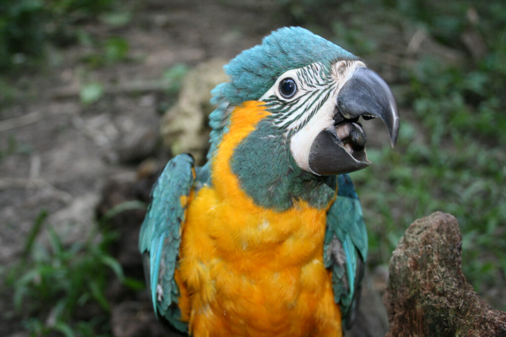 Guacamayo Barba Azul