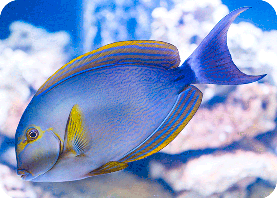 acanthurus-xanthopterus