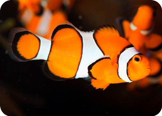 Amphiprion-ocellaris