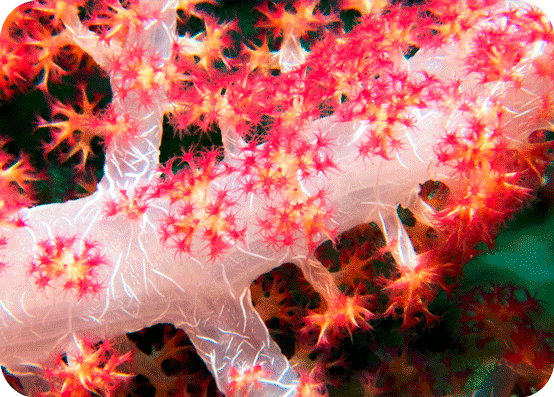 dendronephthya-hemprichi