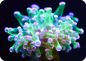 Foto Euphyllia paradivisa en 