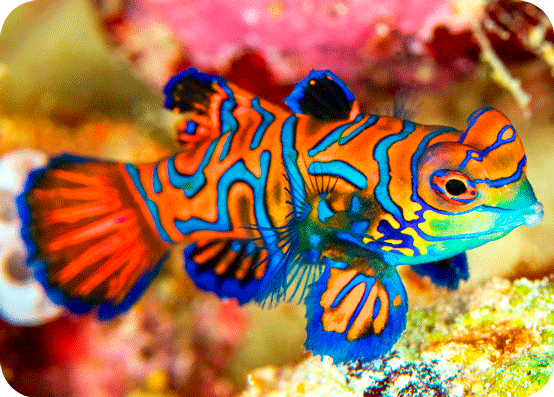 synchiropus-splendidus