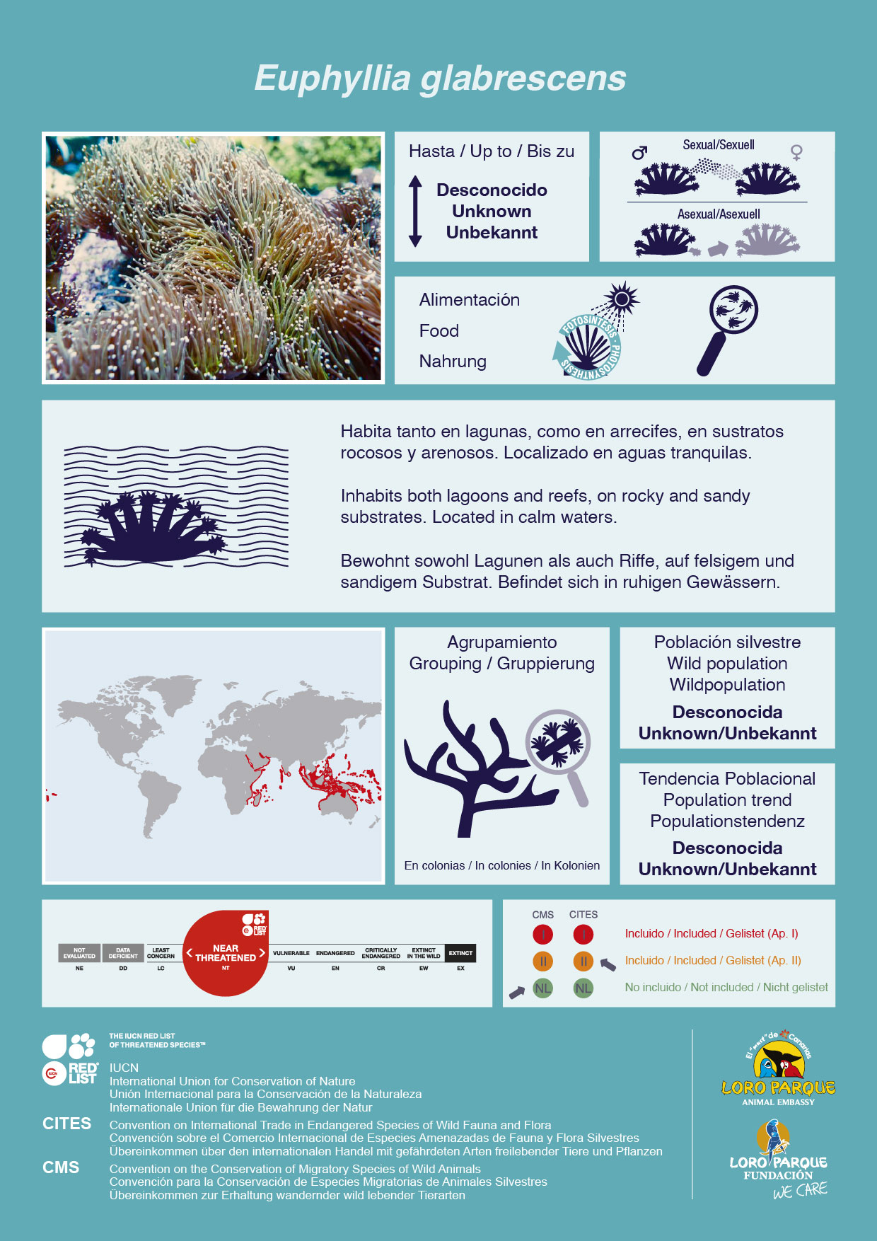 Euphyllia Glabrescens