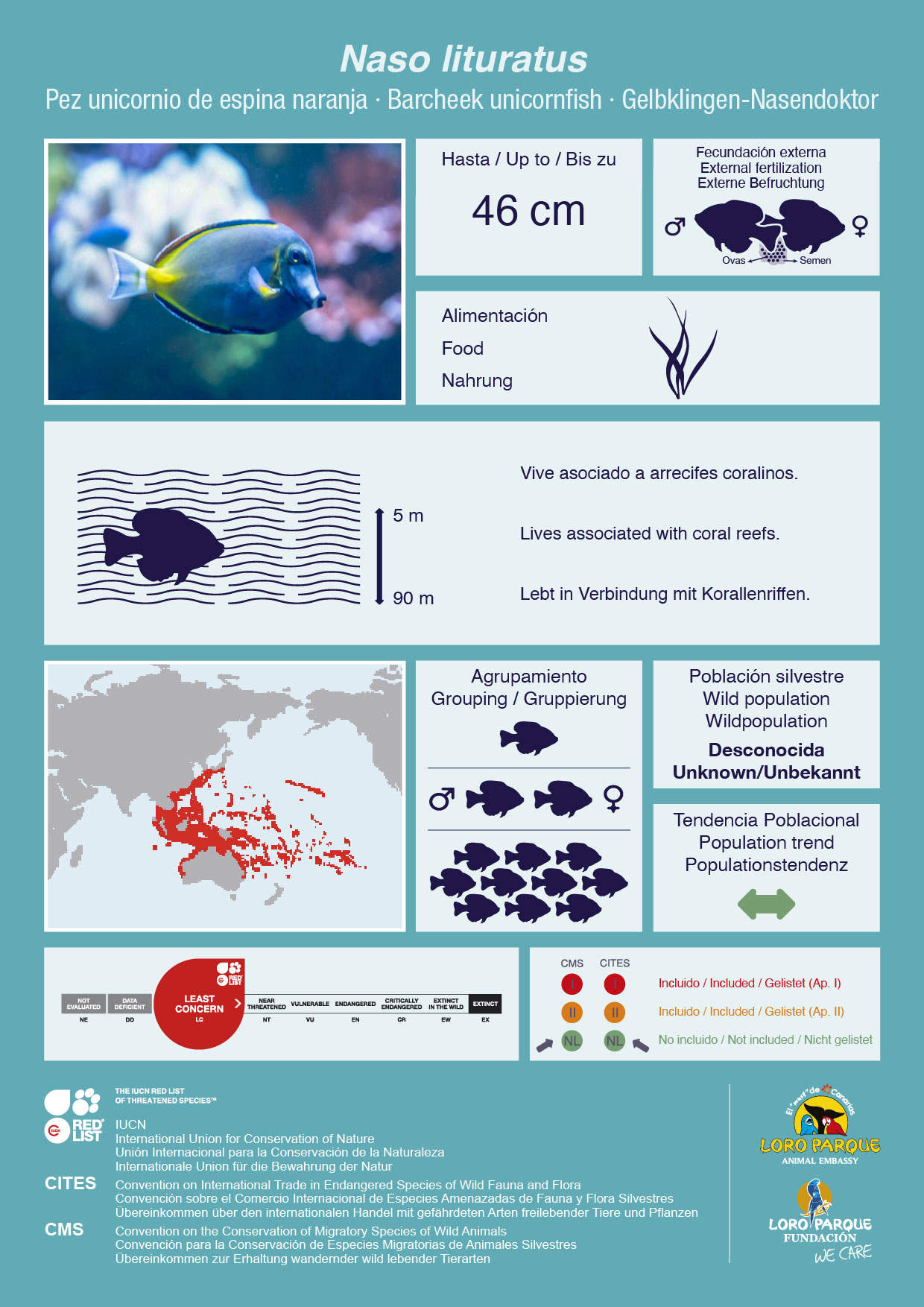 Euphyllia Glabrescens