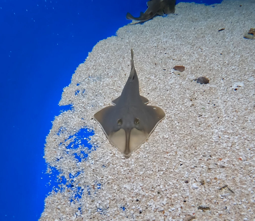 Gitarrenrochen im Loro Parque