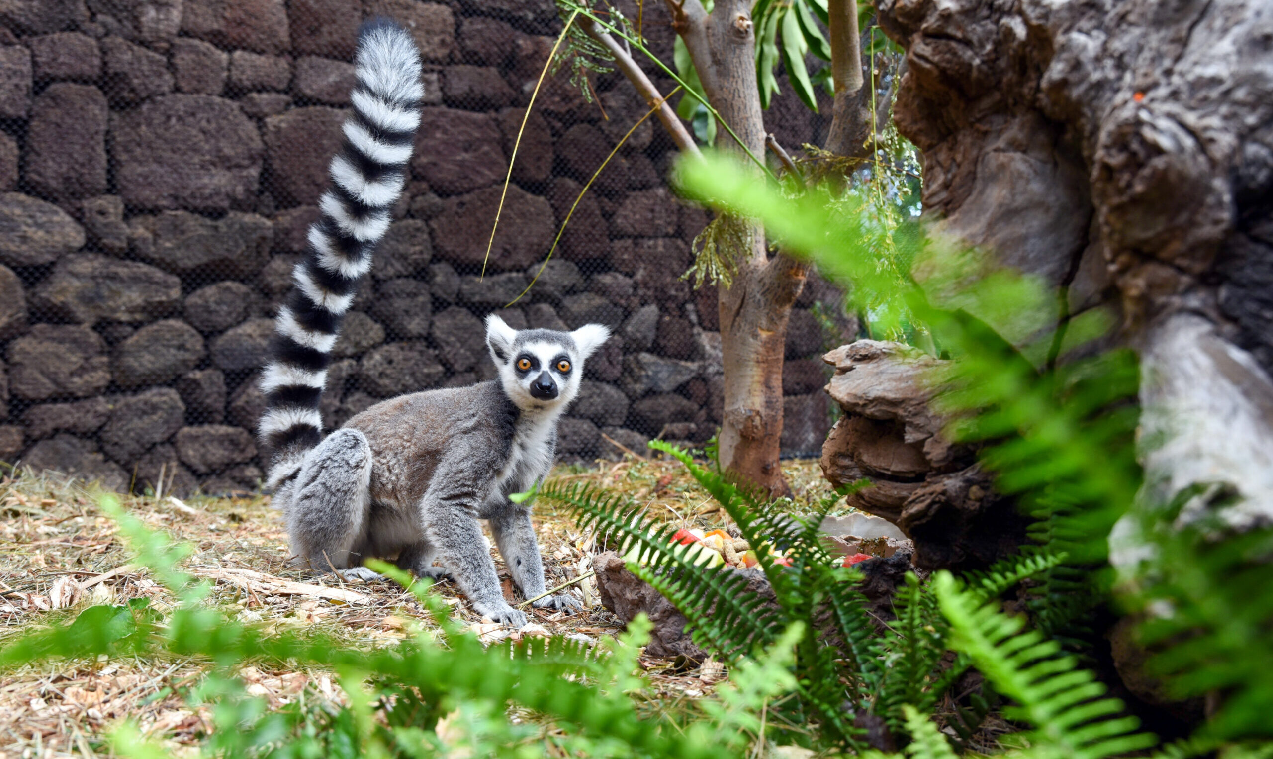 Lémur de cola anillada de pie sobre la hierba en un recinto natural con rocas, plantas y árboles.