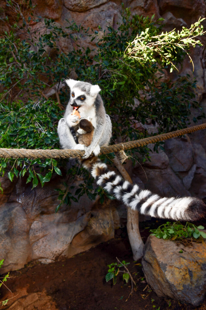 Lémur de cola anillada sentado sobre una rama mientras se alimenta, con su cola anillada colgando.
