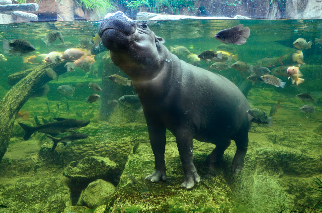 Hipopótamo pigmeo sumergido bajo el agua, rodeado de peces.