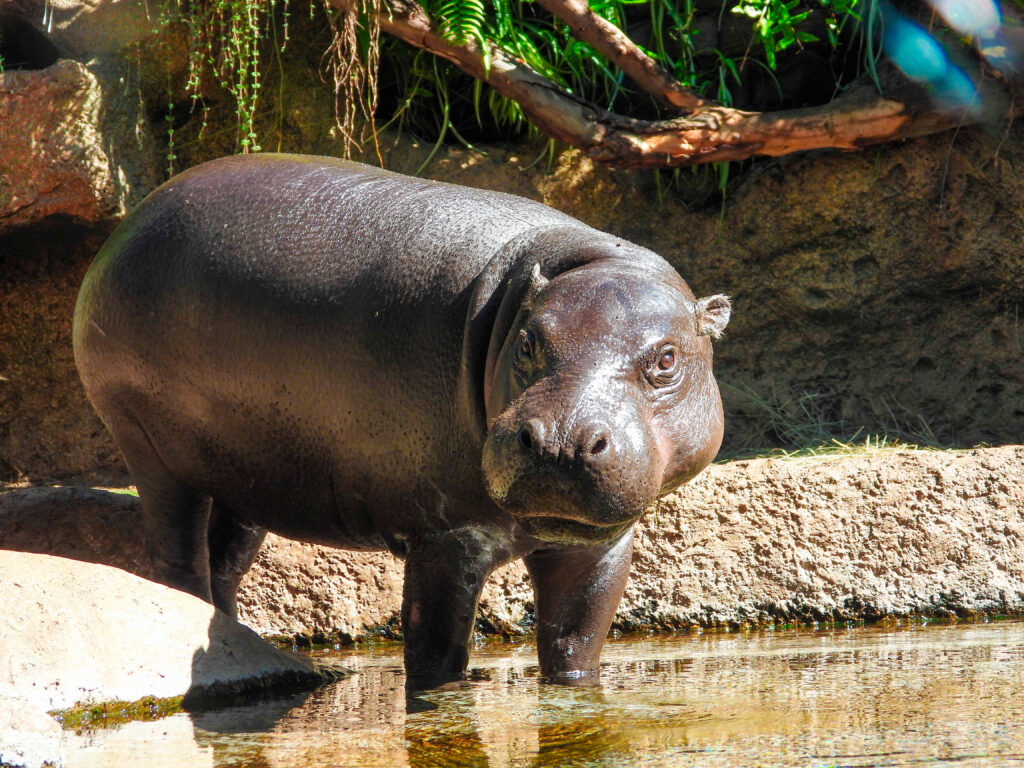 Hipopótamo pigmeo caminando por una zona poco profunda, con el cuerpo completamente visible fuera del agua.
