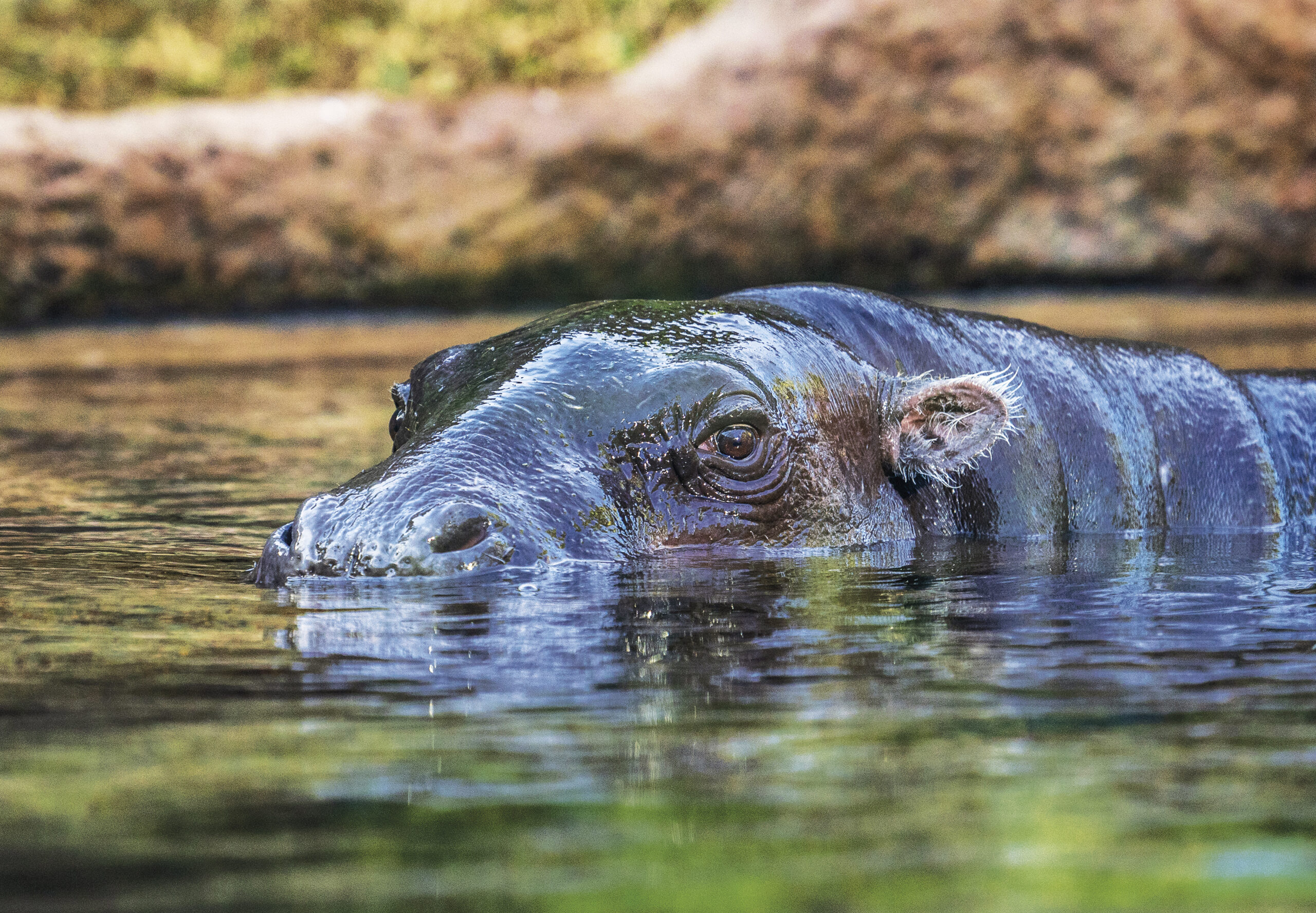 Hipopótamo pigmeo parcialmente sumergido en el agua, con la cabeza visible mientras descansa.